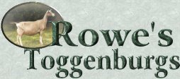 Rowe's Toggenburgs
