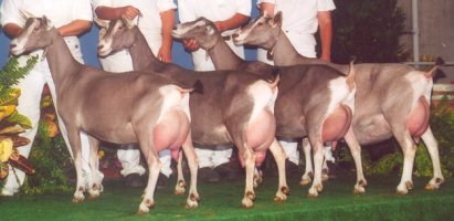 Rowe Best Dairy Herd in Show ~ 2003 California State Fair